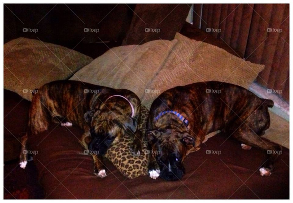 Two Sleeping Brindle Boxers, Mother and Daughter dogs