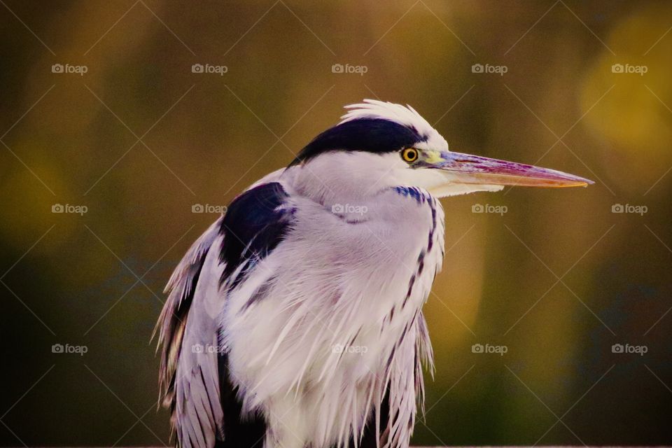 Gray heron