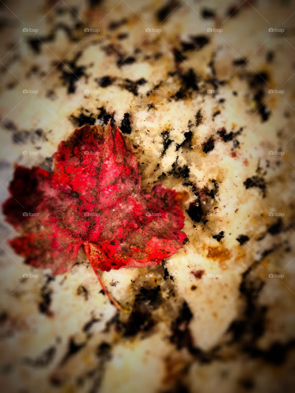 Fall leaf 