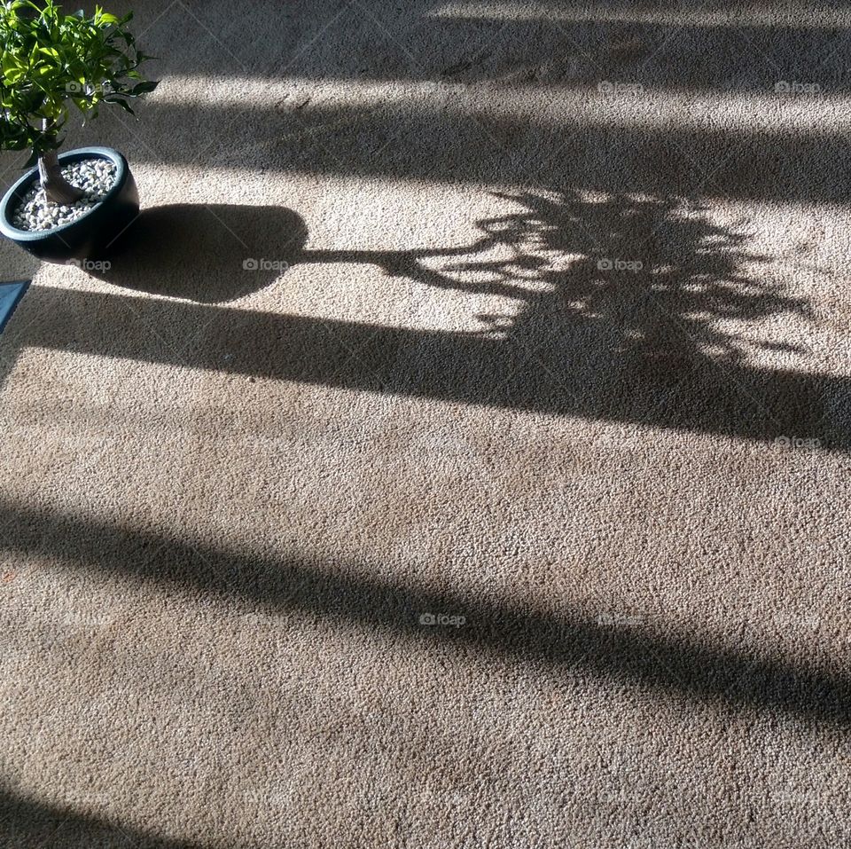 Bonsai Shadow in the afternoon