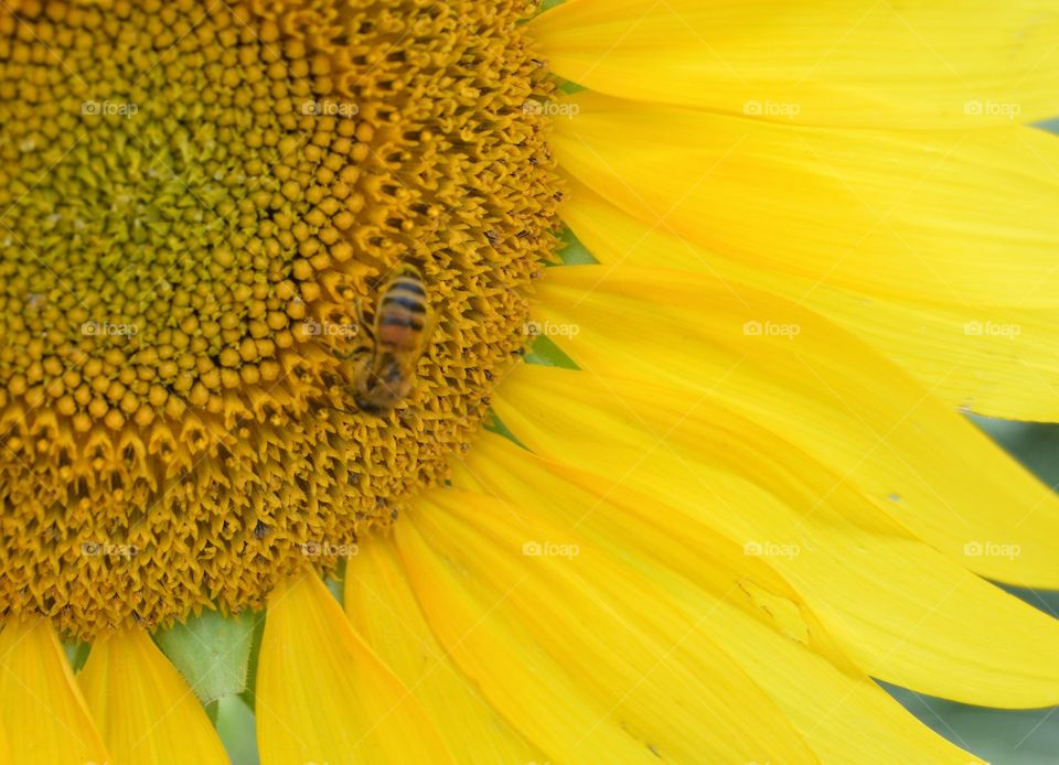 Lost Sunflower Files #2