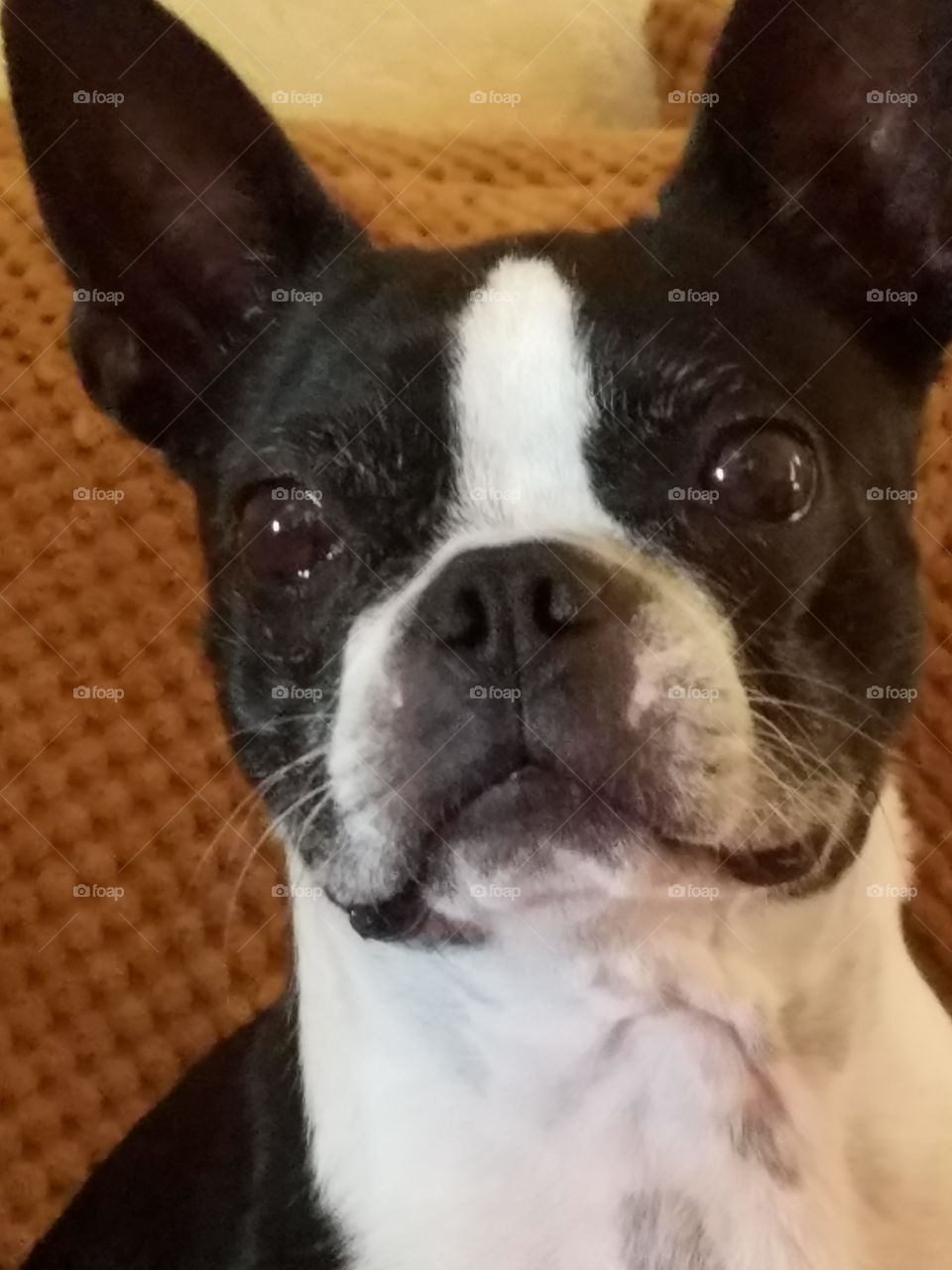 Boston Terrier