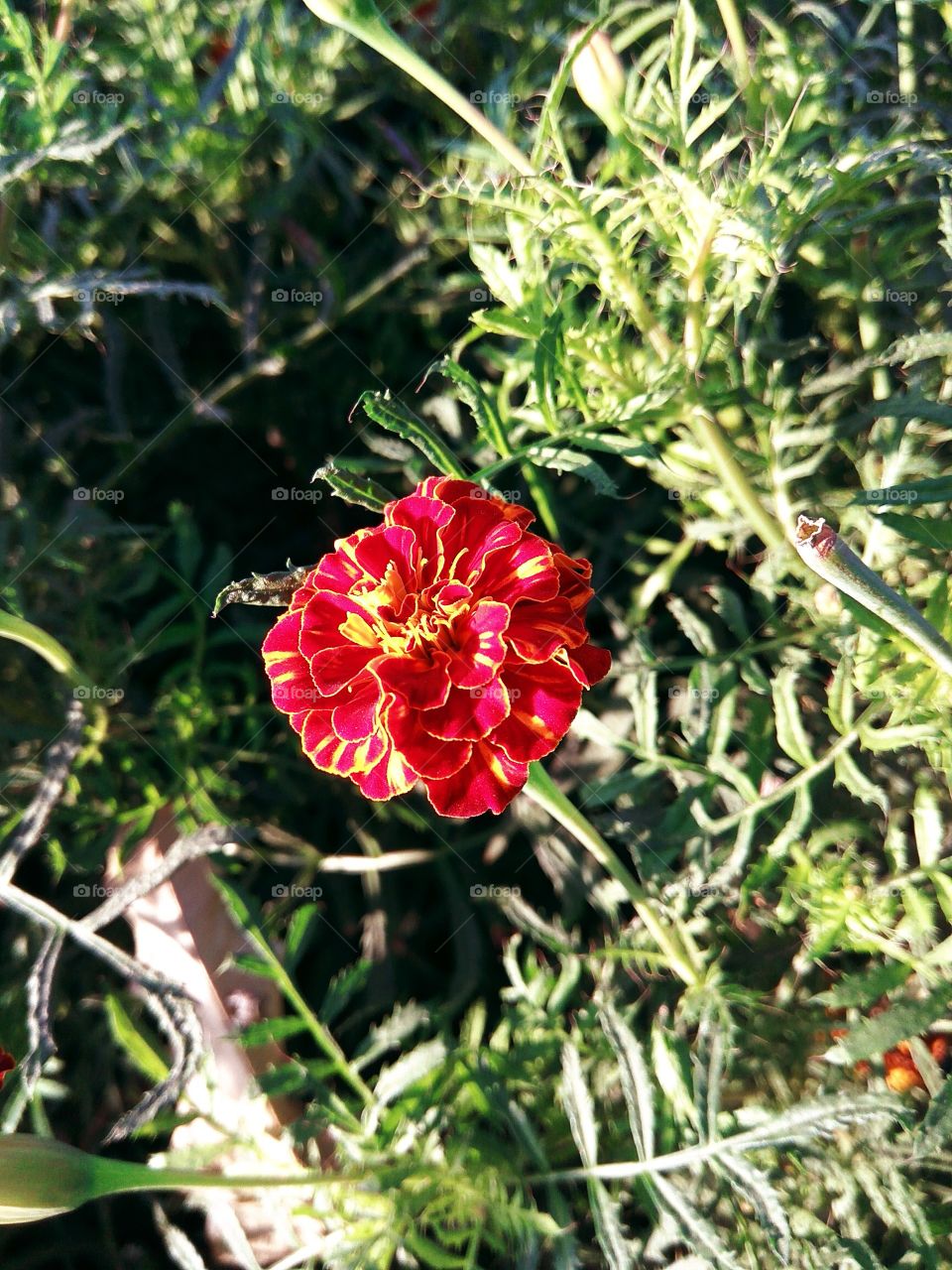 Red Marigold Flower