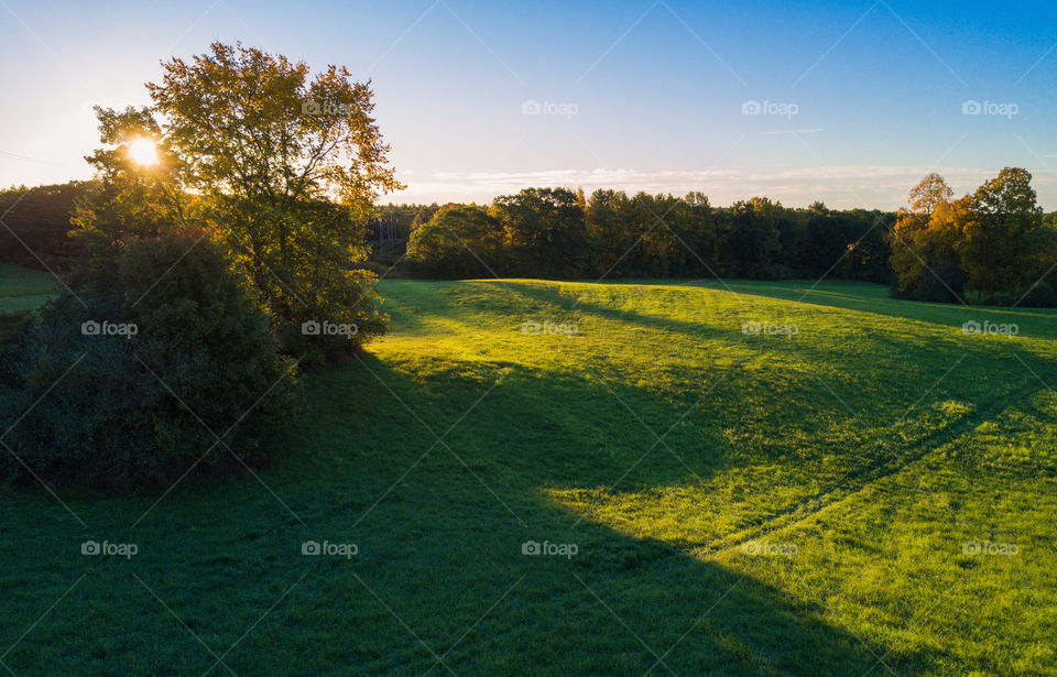 Dawn rays through the trees