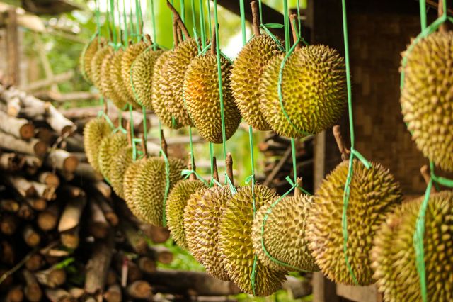 Durian, one of Indonesian Fruits that have a good taste.