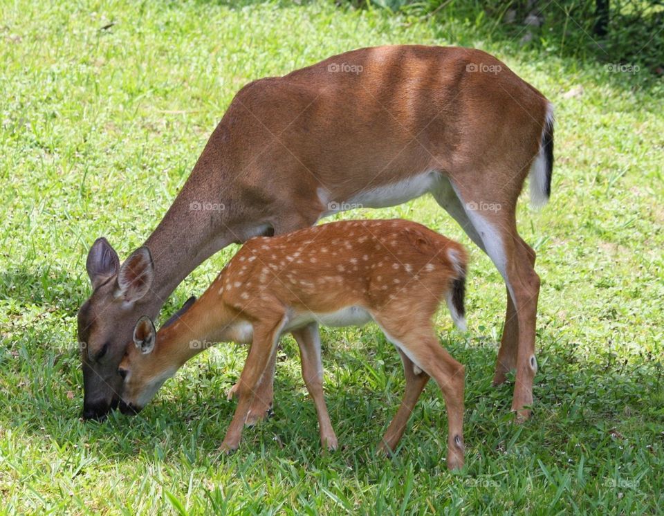 endangered deer grazing, mama and baby key deer.