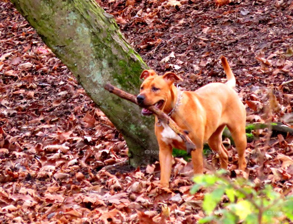 frolicking in the park