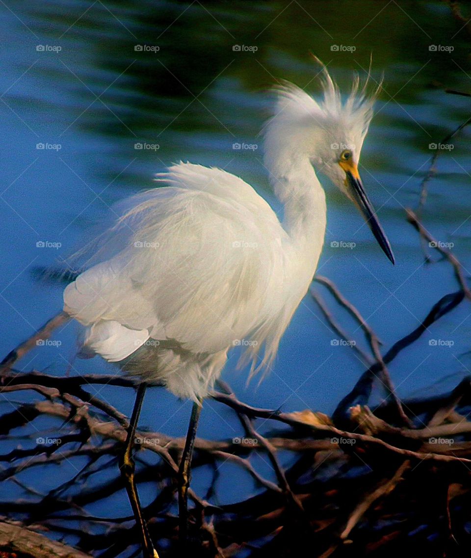 Snowy Egret in the Morning