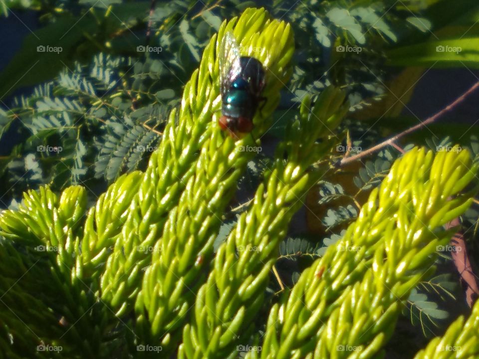 Blue Fly Looking Down