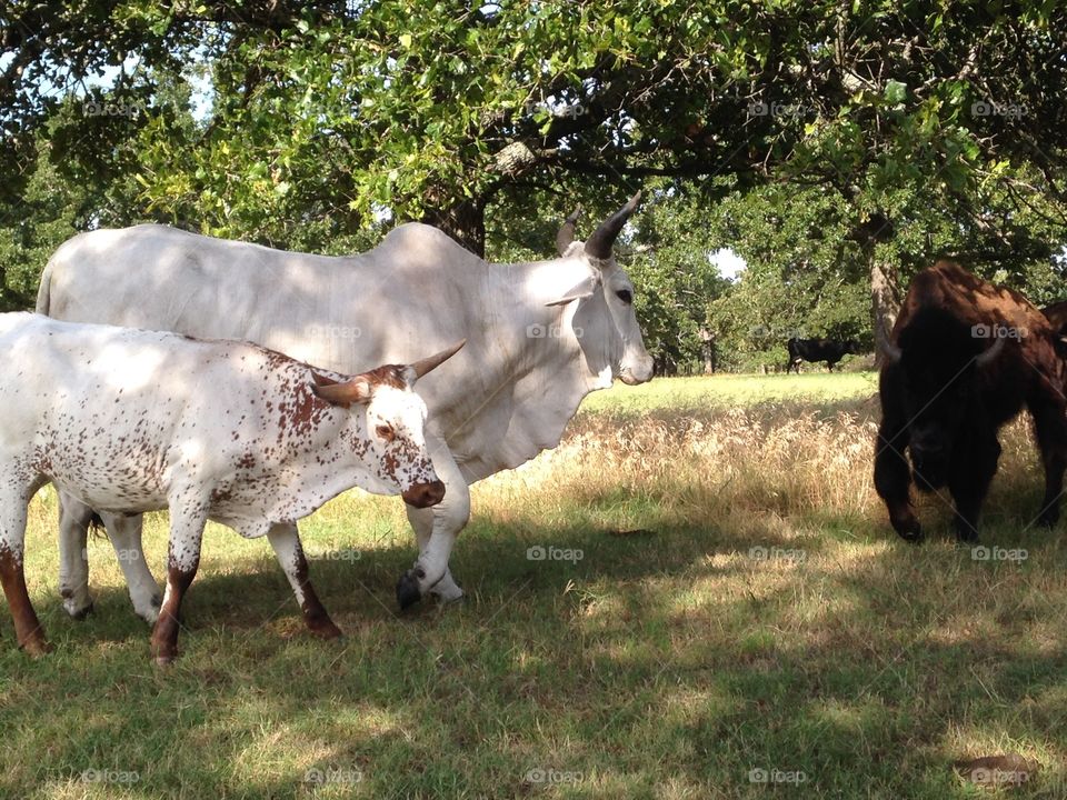 The Mr and Mrs white cow