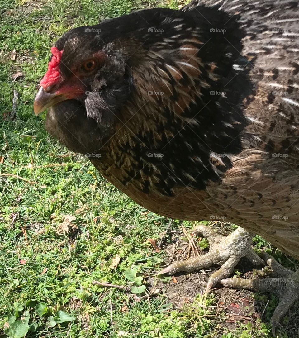 Americauna - Hannah Banana 