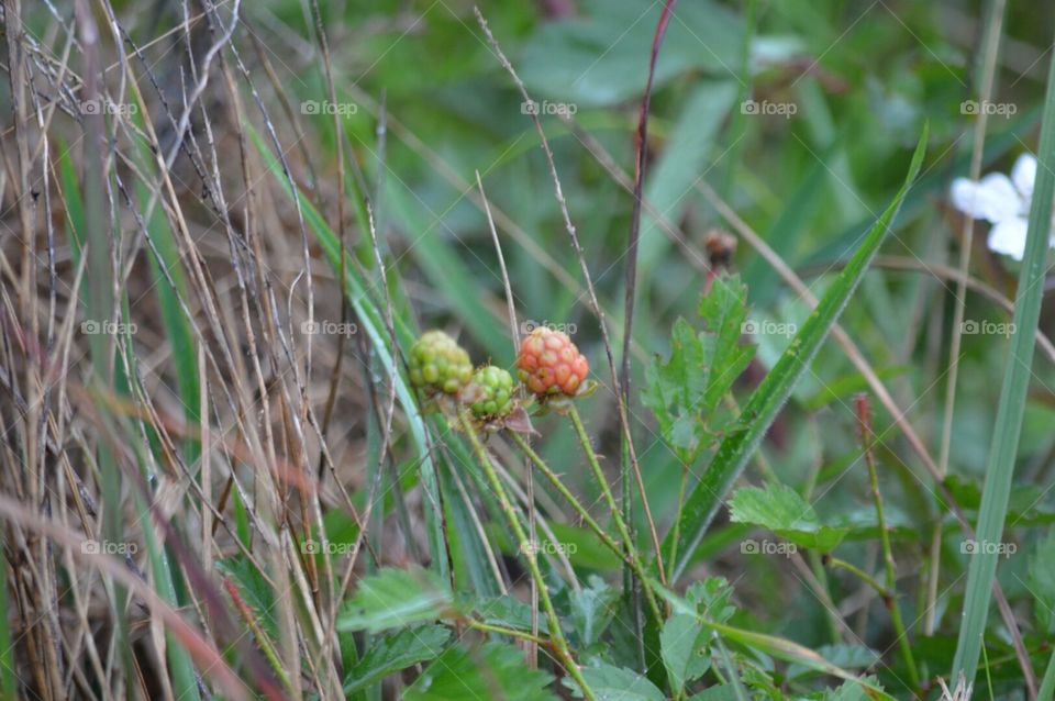 berries