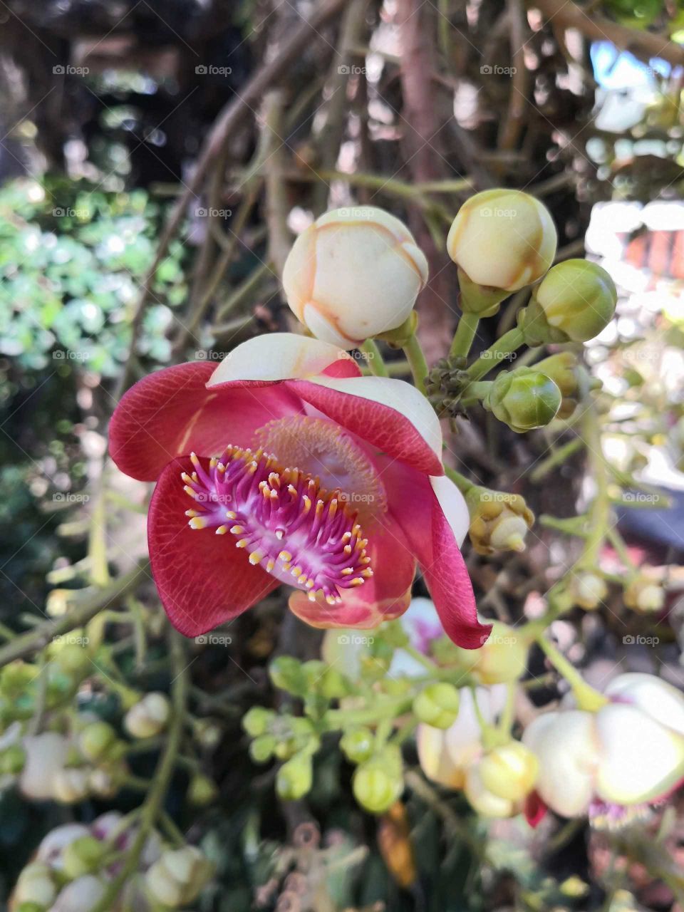 Cannonball tree