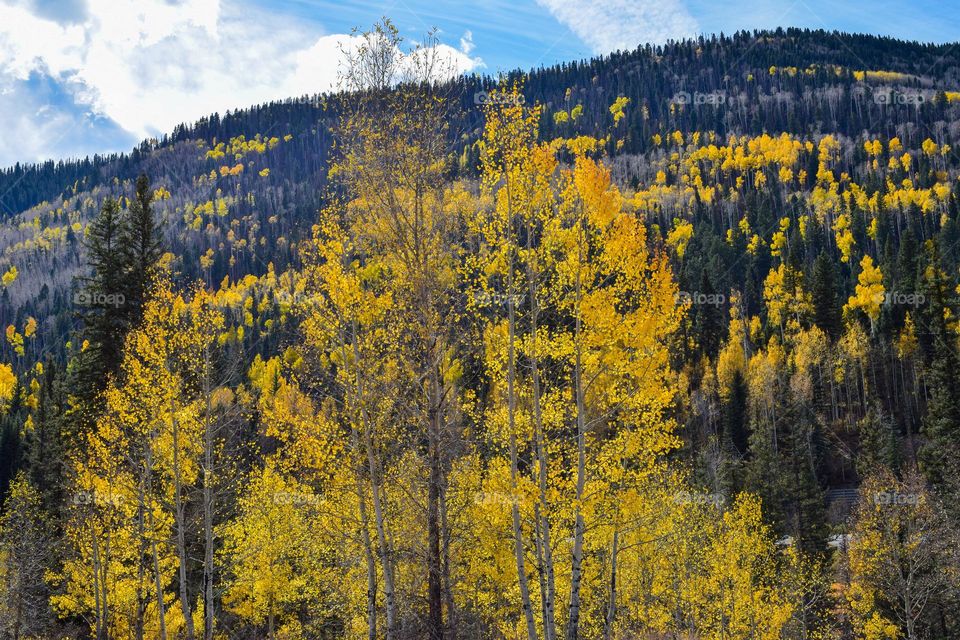 Golden leaves celebrate the return of fall on a mountainside in southwest Colorado