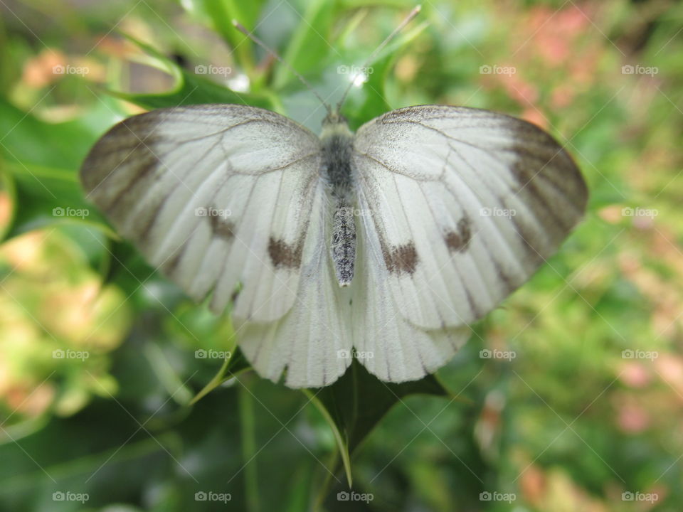 Cabbage white butterfly🦋