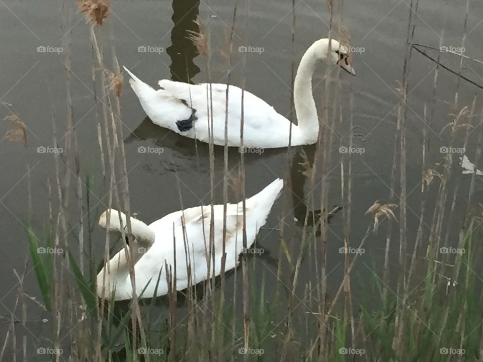 Swans