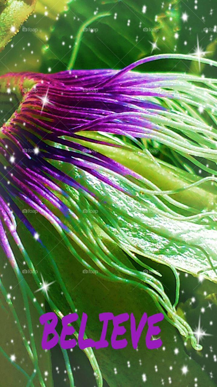 "Believe Passion Flower"