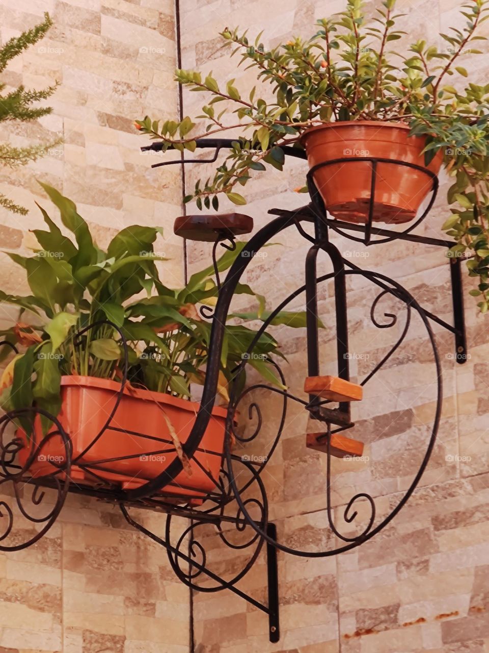 two potted plants on a black-painted metal frame in the shape of a three-wheeled bicycle.