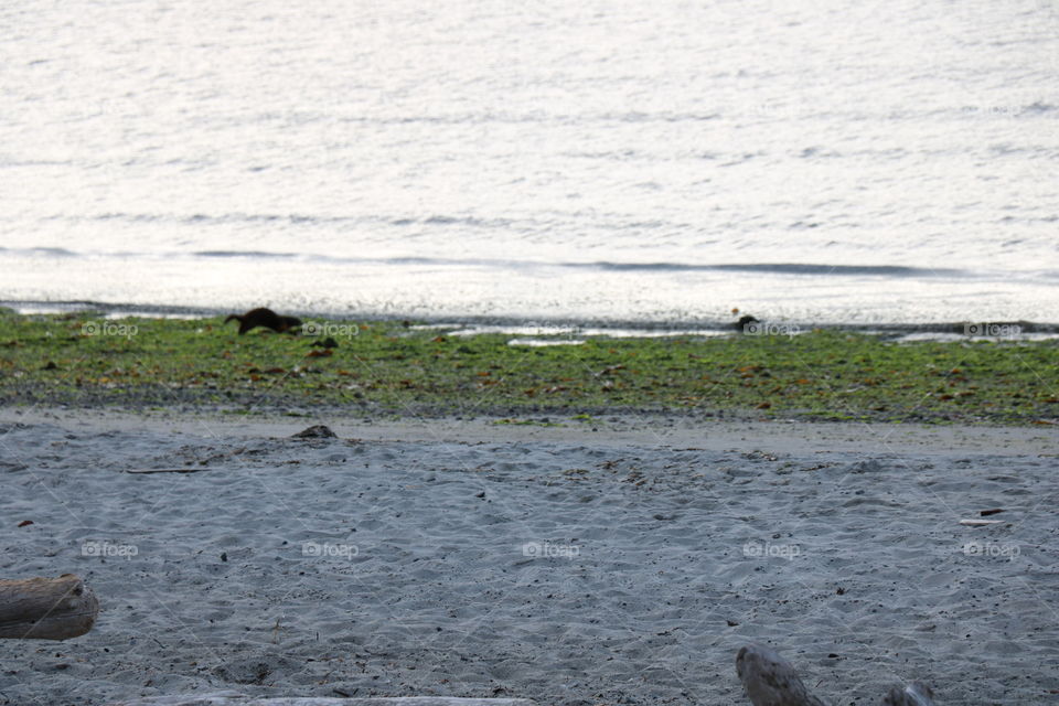 Otter on the beach 