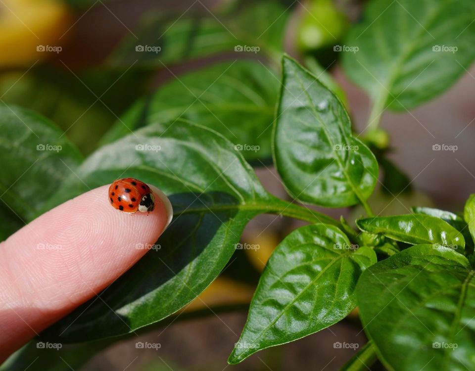 ladybug in the finger person and green leaves spring nature