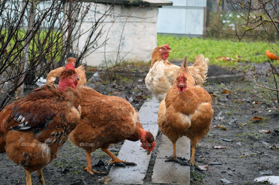 chickens in the village in autumn