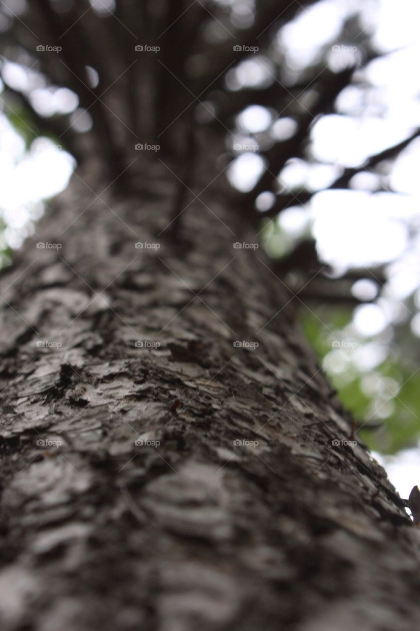 Tree bark looking up