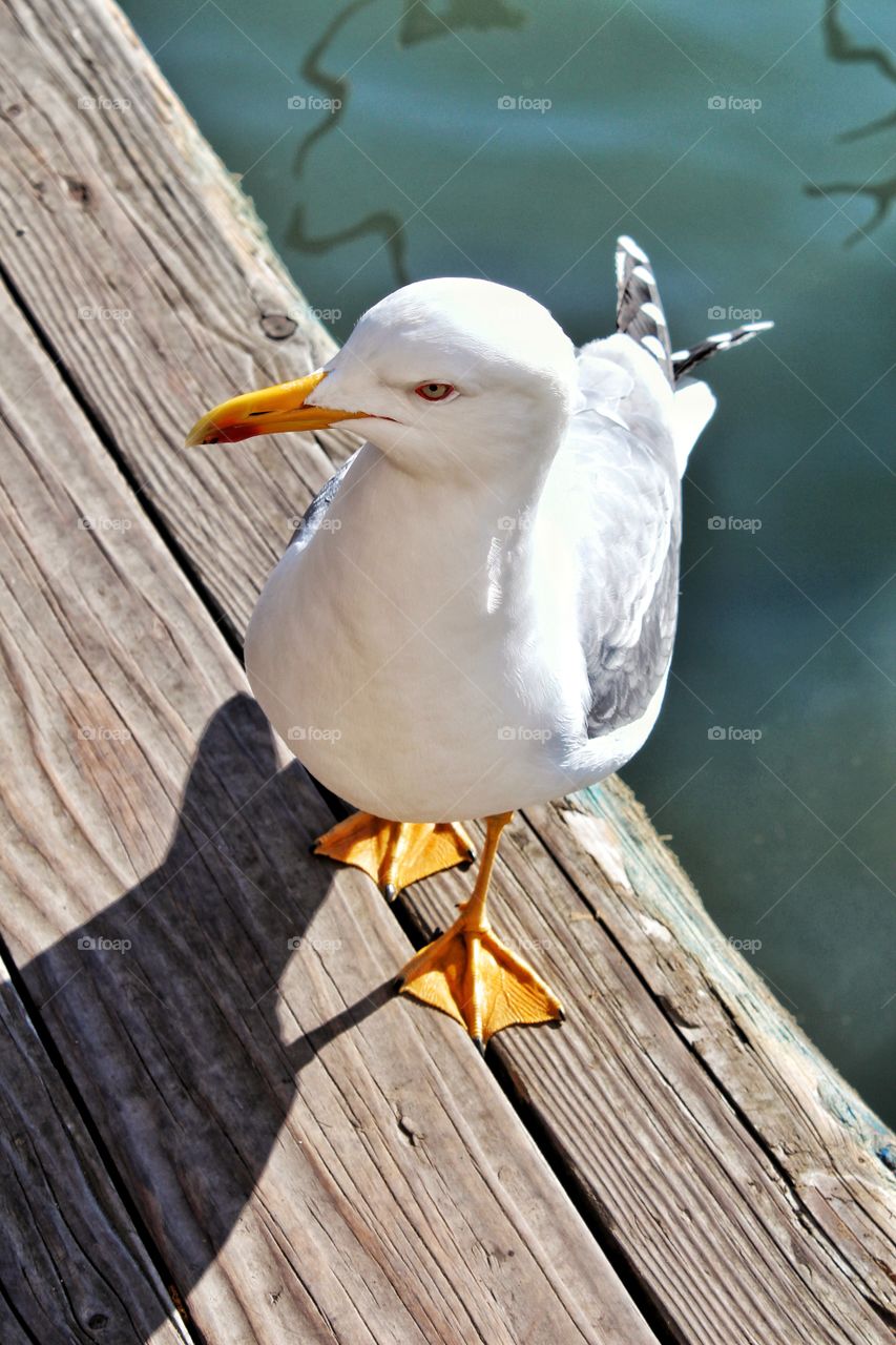seagull