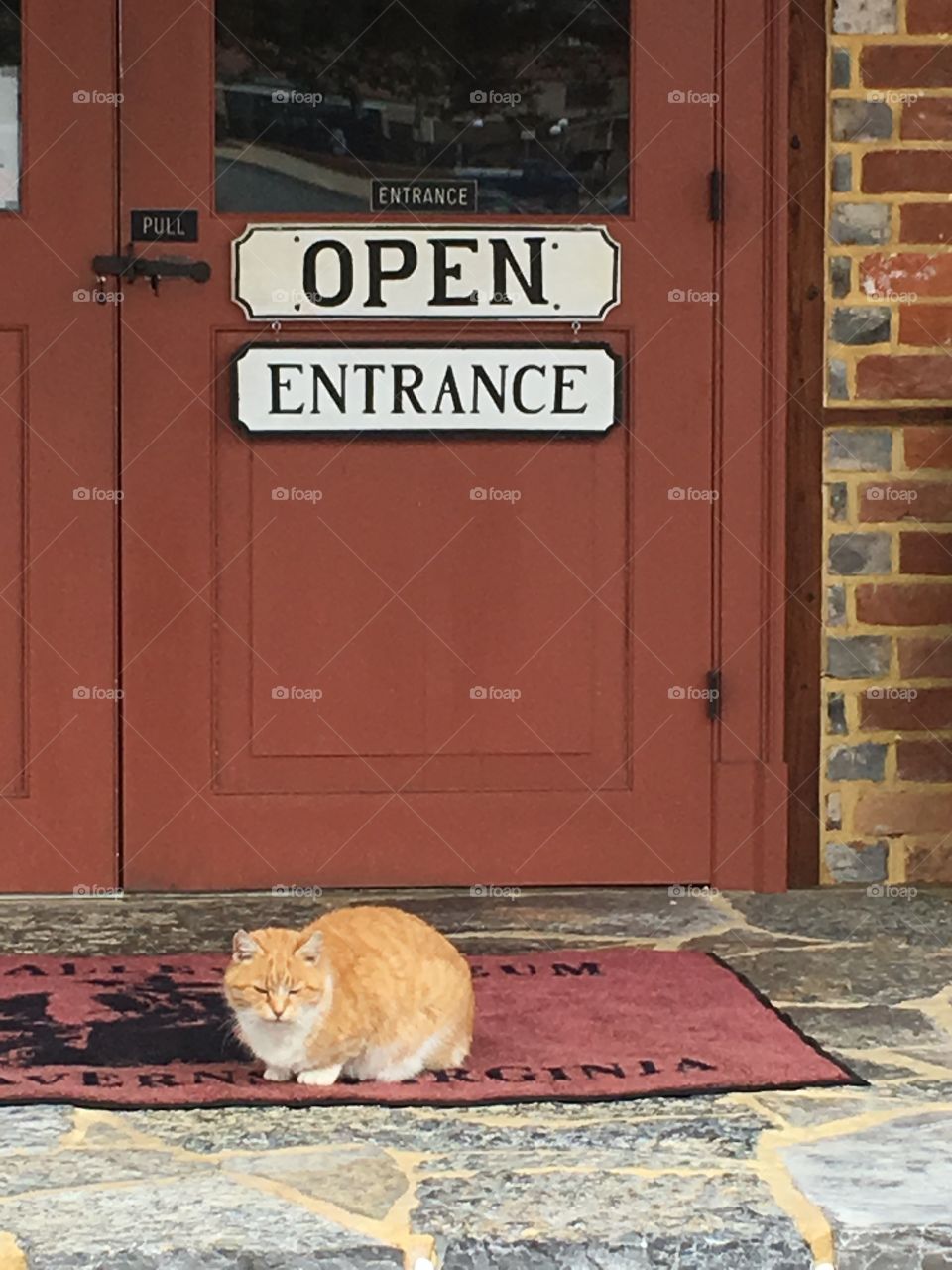 Cat in doorway 