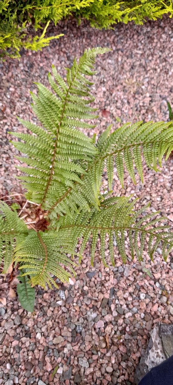 Garden fern