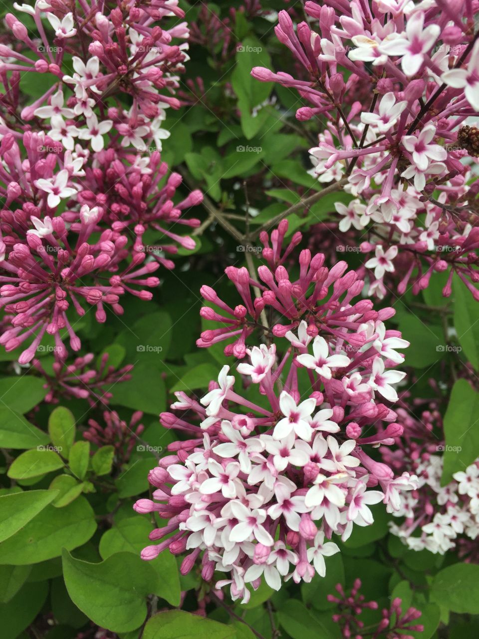 Lilacs in bloom
Rochester NY