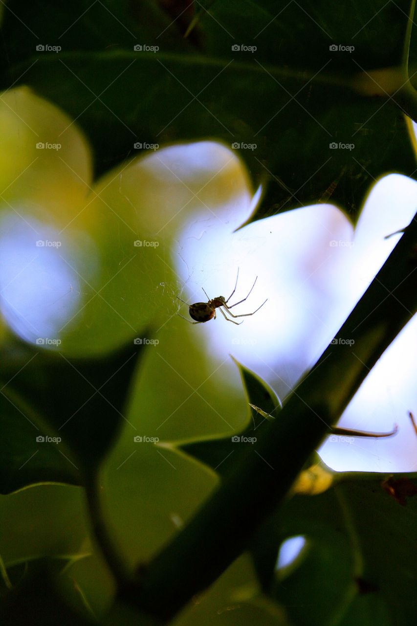 Spiders web