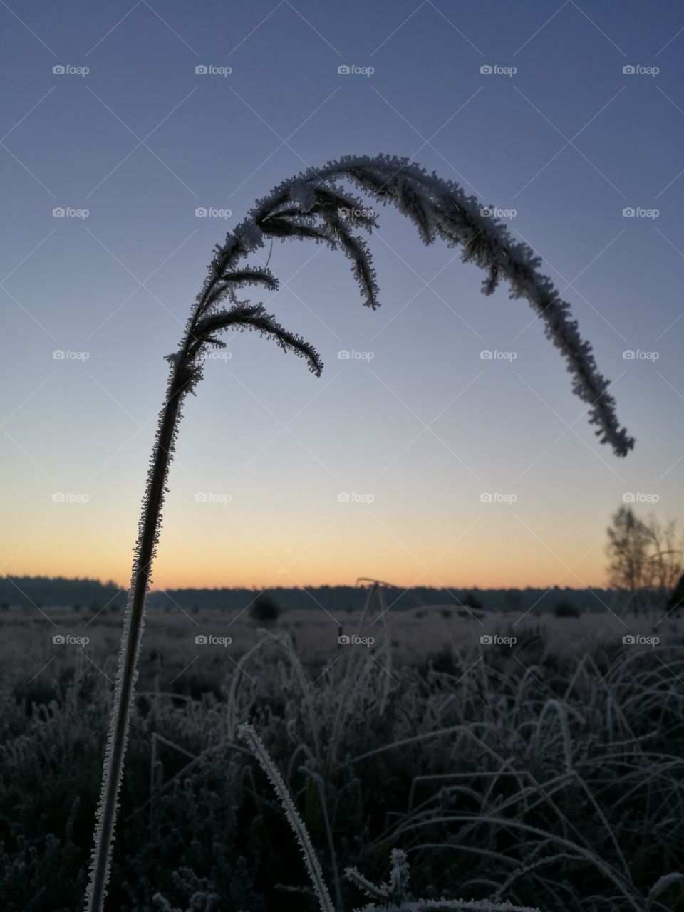 Frost covered reed
