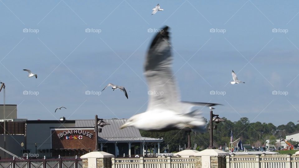 Circle of birds