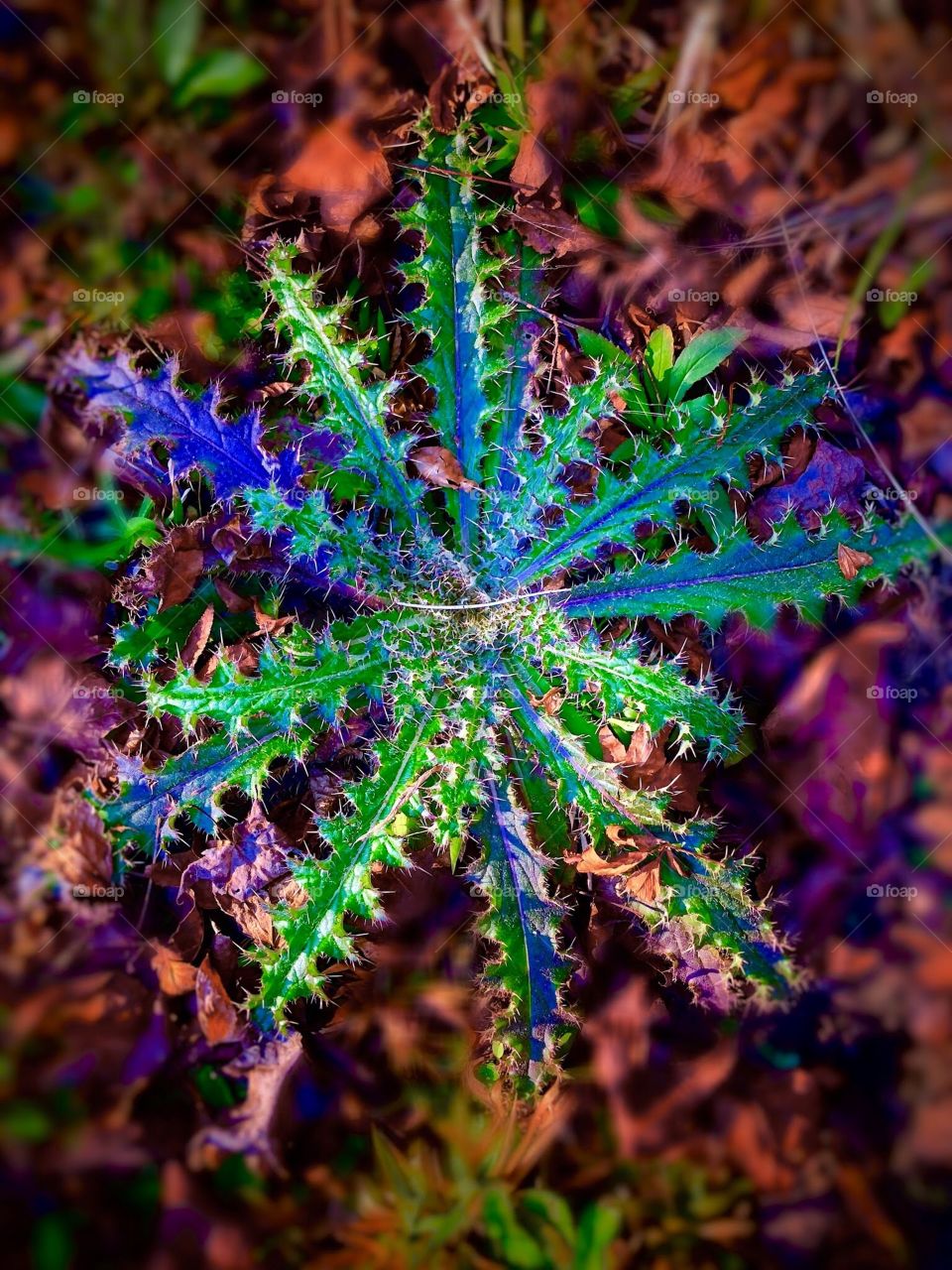 Psychedelic Weed (no pun)