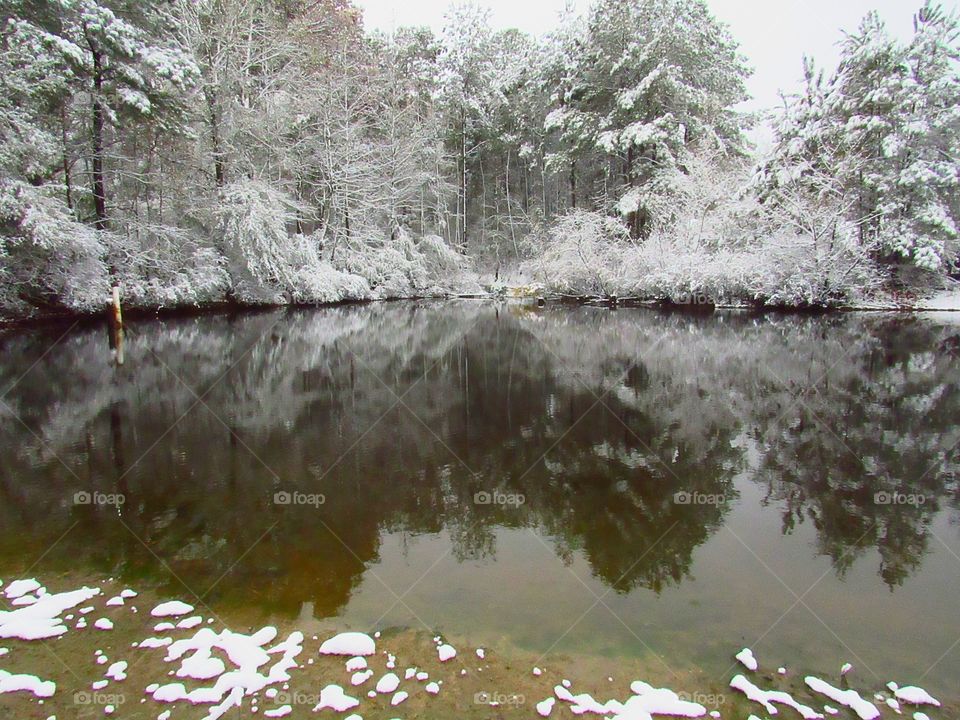 snow covered tree water reflections