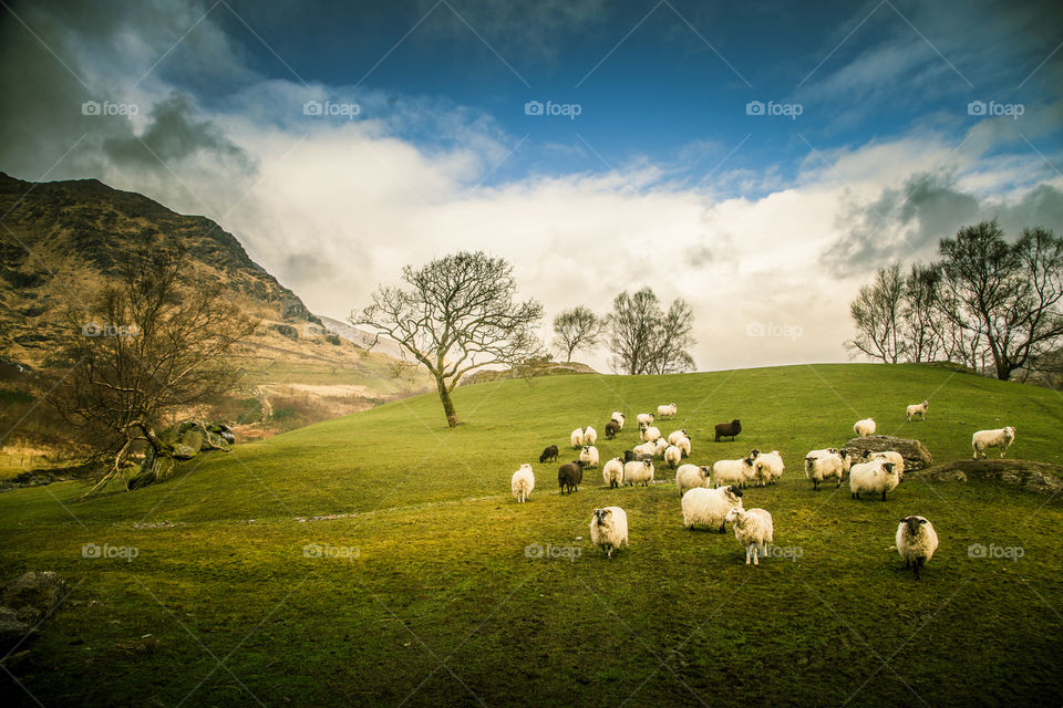 No Person, Sheep, Grass, Landscape, Agriculture