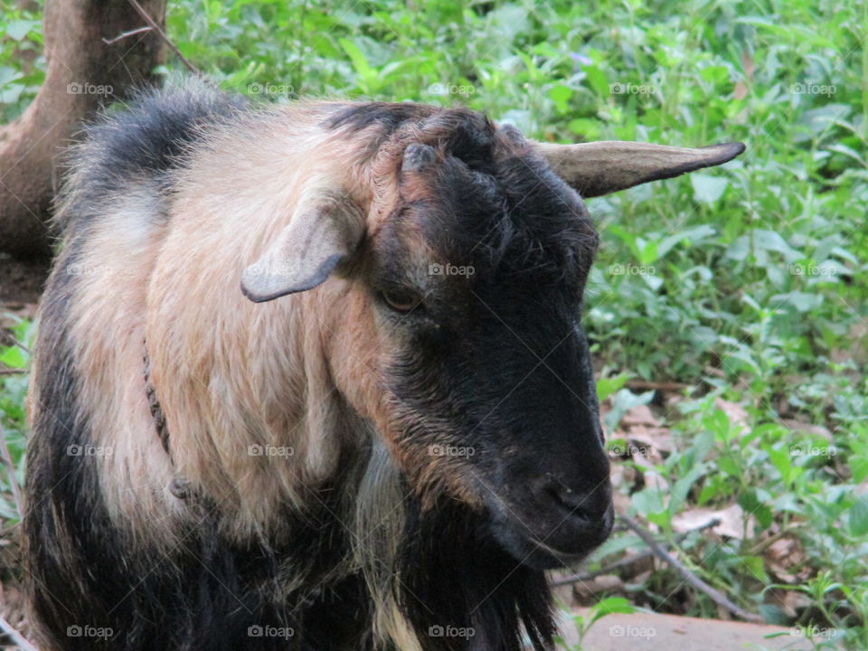 goat face