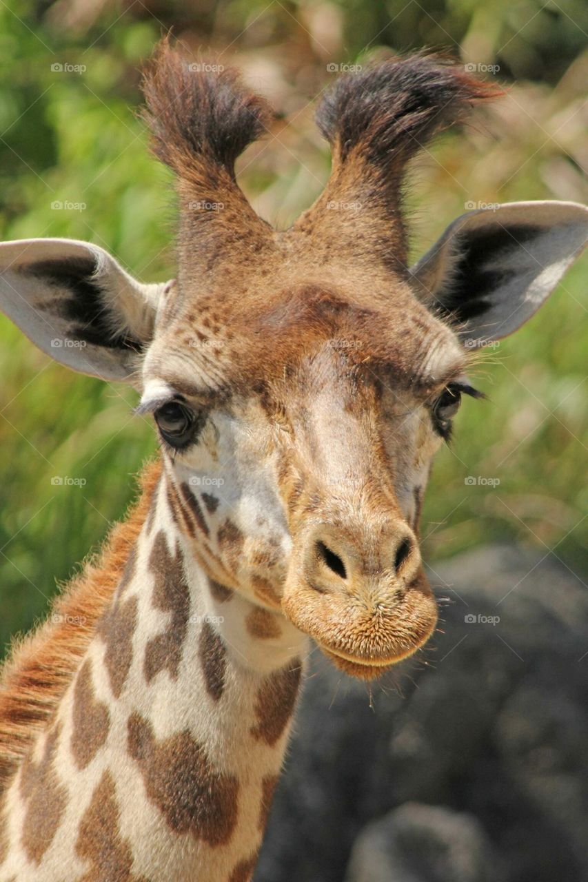 Baby giraffe