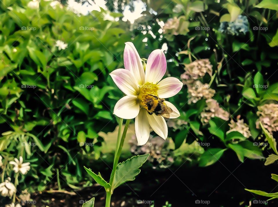The beauty of the nature . Photo taken in the 2015 summer in the south of Chile.  