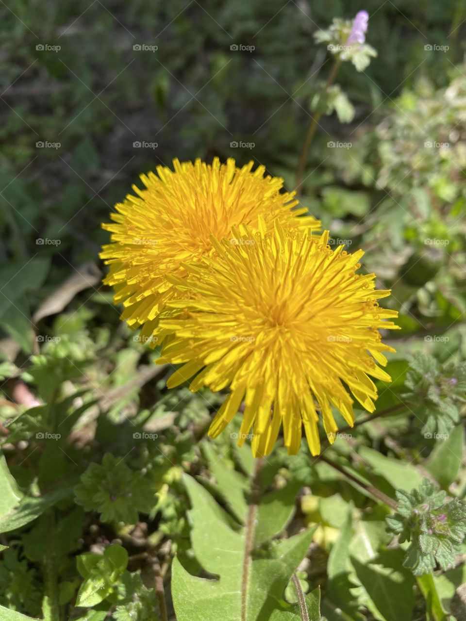 Dandelions