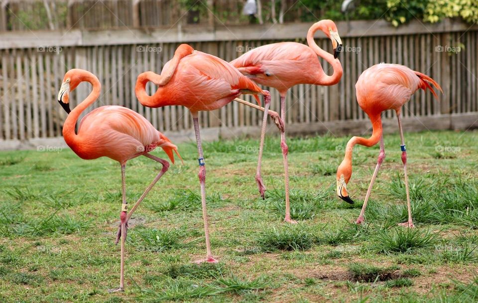 Flamboyance of Flamingos 