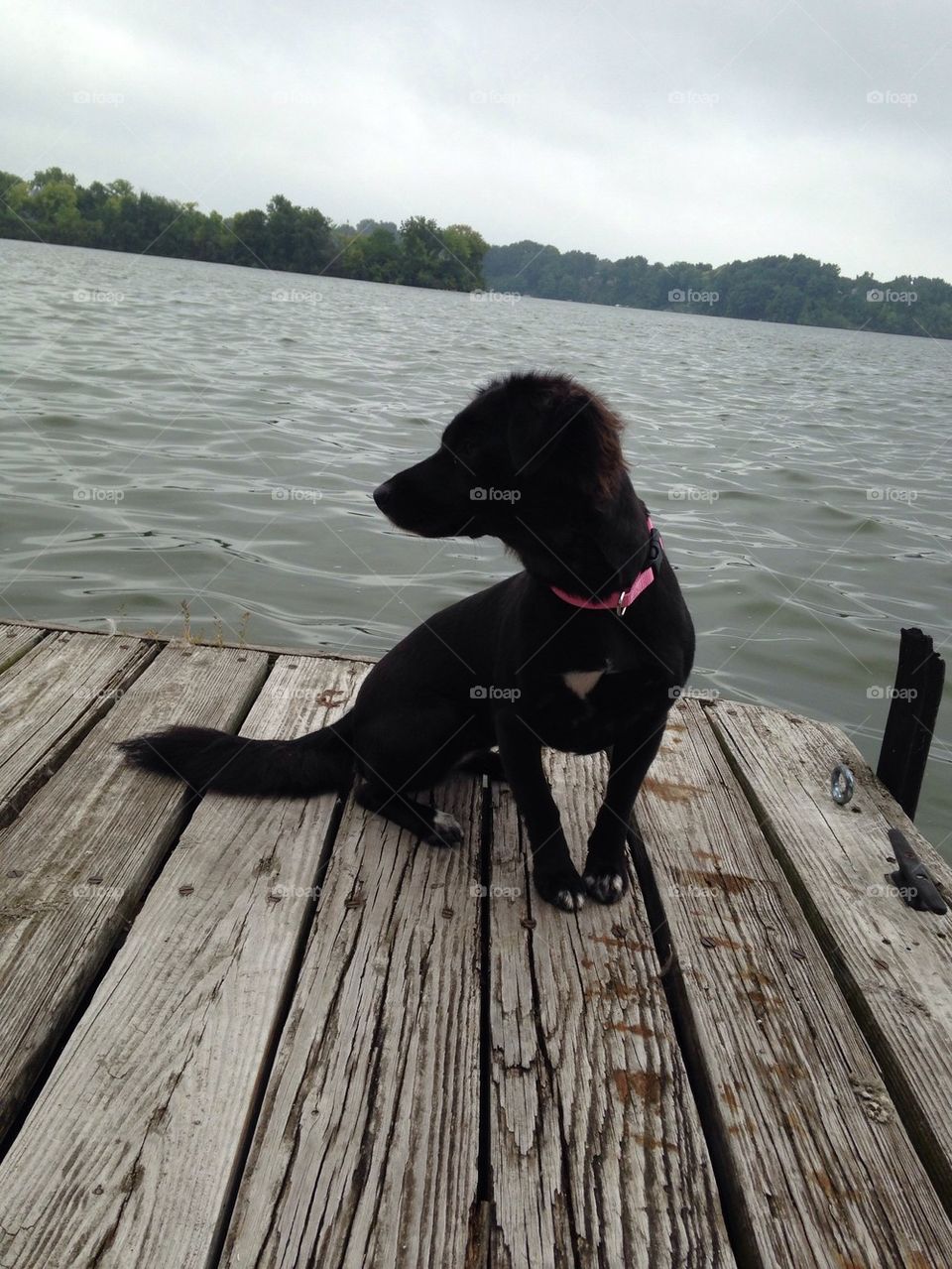 Roxxy on the dock