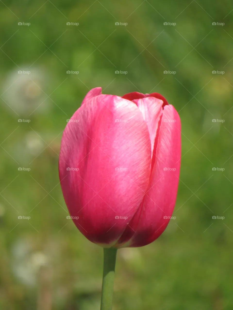 Pink tulip 