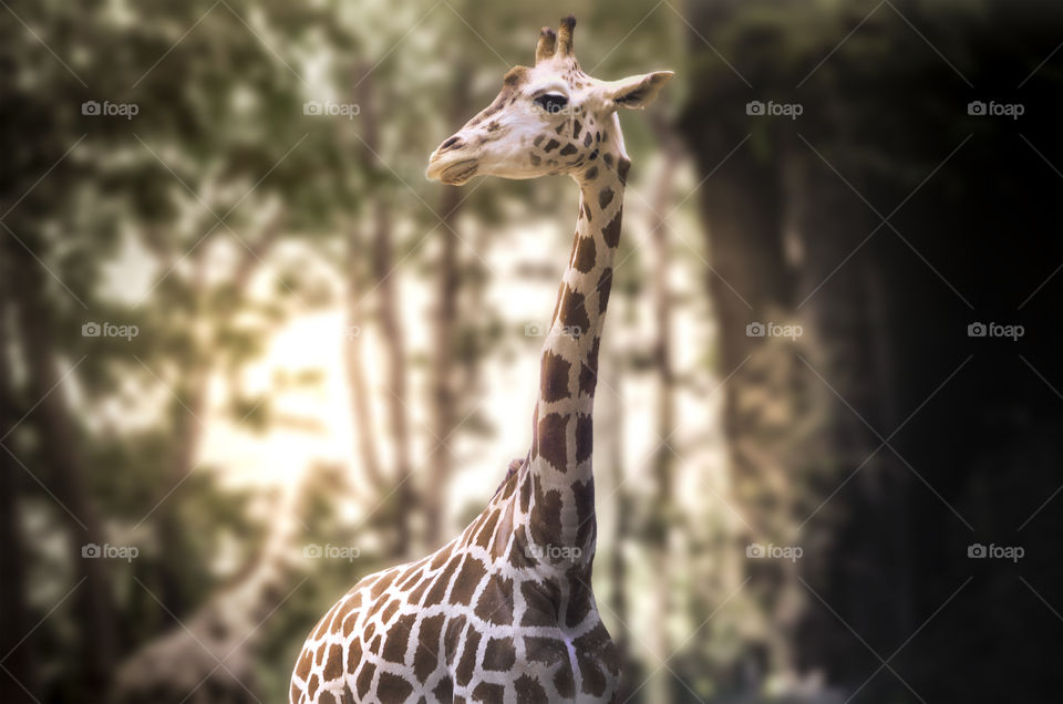 Glance of the giraffe posing and staring at the lens, an elegant and funny animal