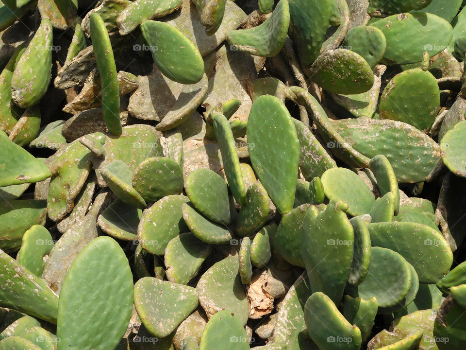 thorny plants