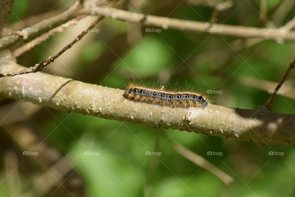 Caterpillar on tree branch