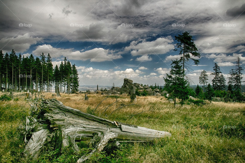 Scenic view of forest