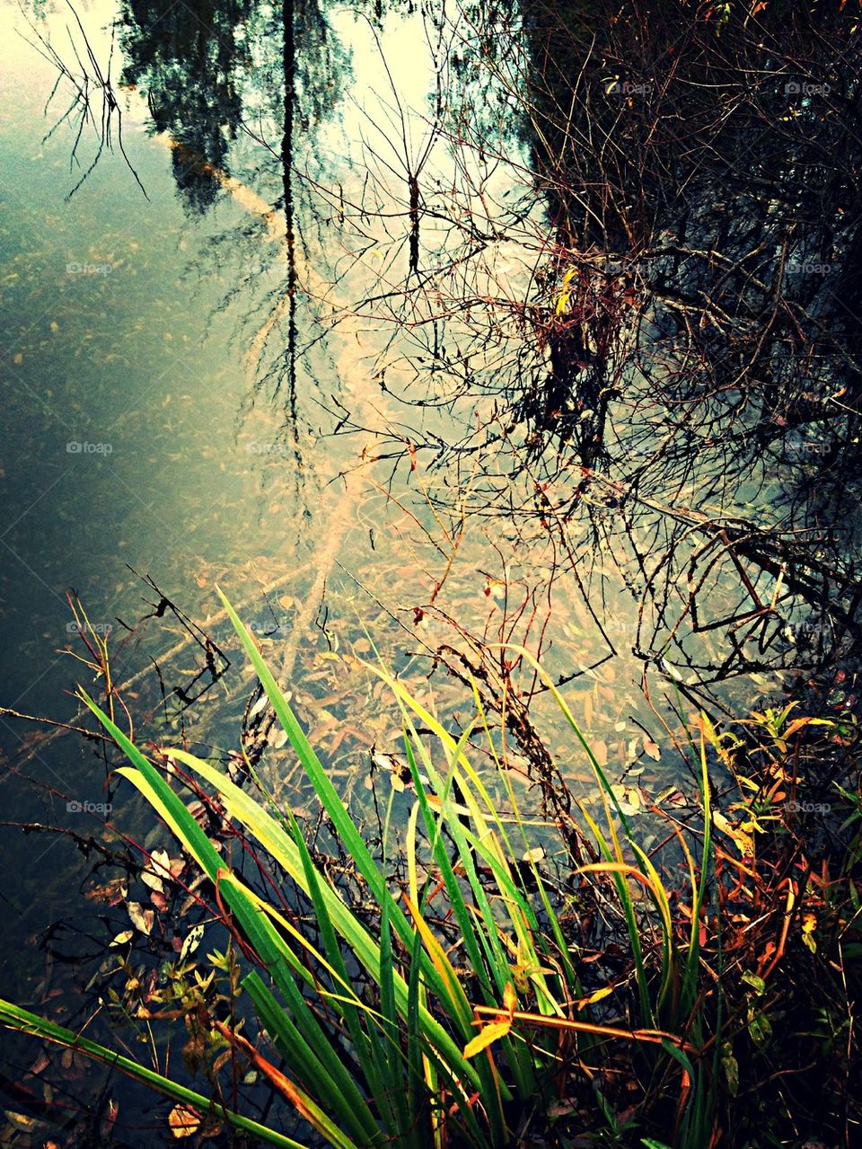 Pond Reflections