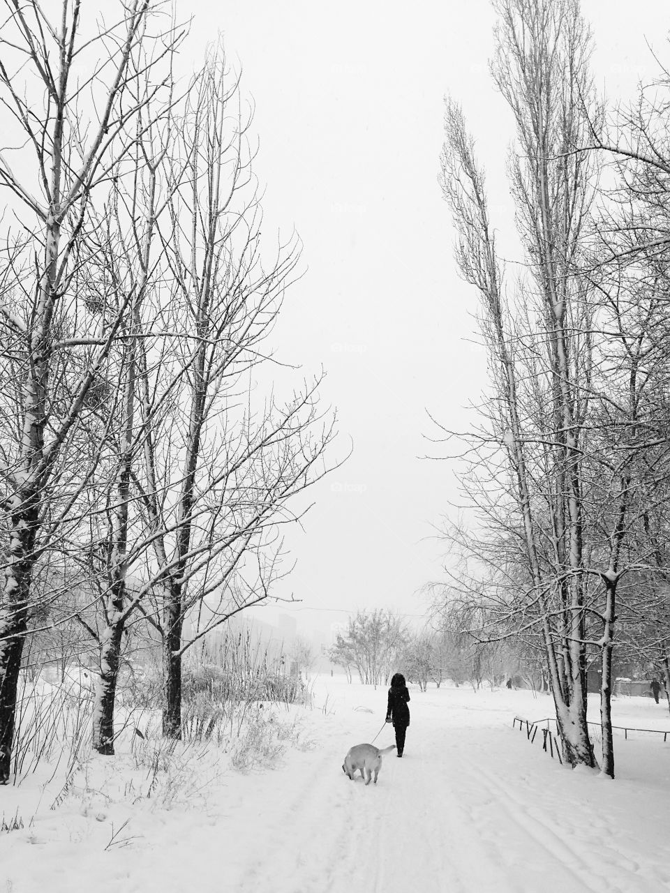 Young woman enjoying the winter weather and walking with a dog among the trees under the snow black and white 