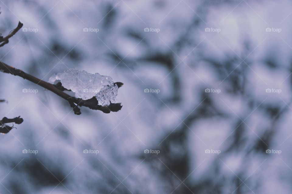 Snow, Winter, Frost, Cold, Tree